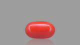 Buy 5.53 Carat Red Coral Stone from Only Natural Gemstones