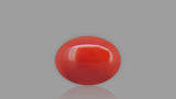 Buy 1.76 Carat Red Coral Stone from Only Natural Gemstones