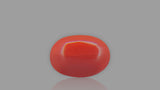 Buy 1.81 Carat Red Coral Stone from Only Natural Gemstones