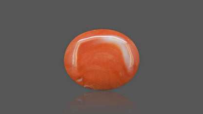Buy Natural Japan Red Coral weighing 13.50 Ratti at Best Price